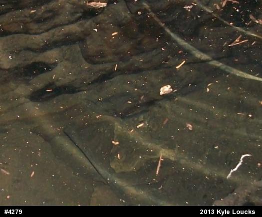 Northern Dusky Salamander