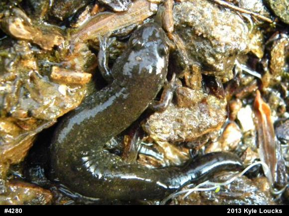 Northern Dusky Salamander
