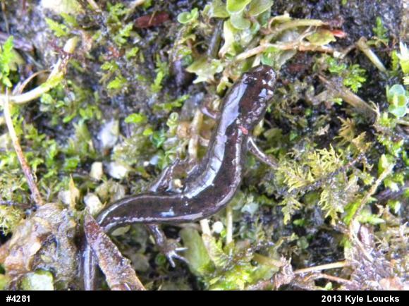 Northern Dusky Salamander