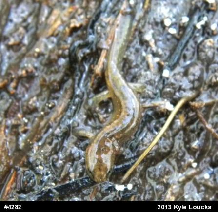 Northern Dusky Salamander