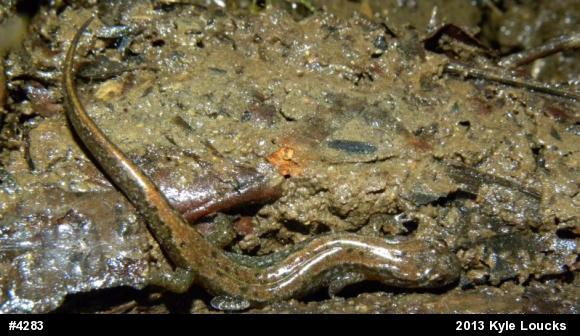 Northern Dusky Salamander