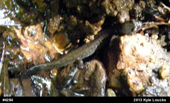 Northern Dusky Salamander