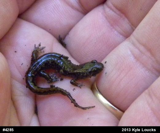 Northern Dusky Salamander