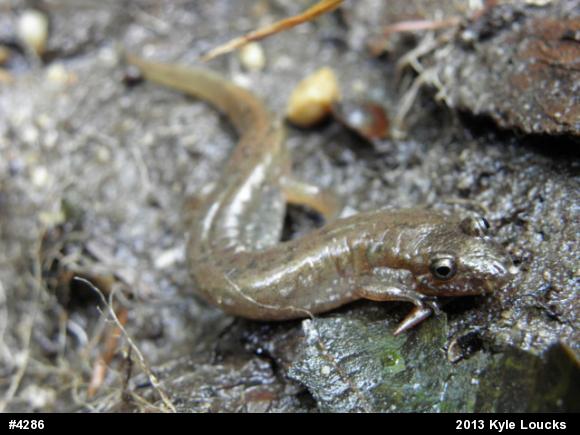 Northern Dusky Salamander