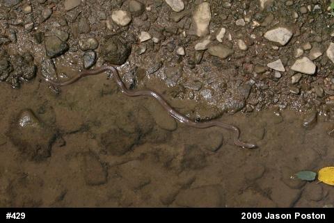 Queensnake