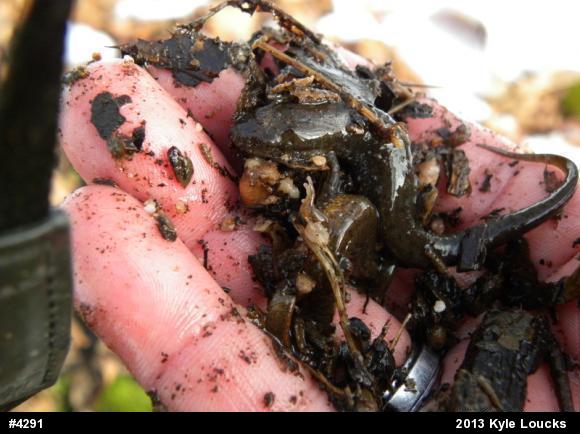 Northern Dusky Salamander