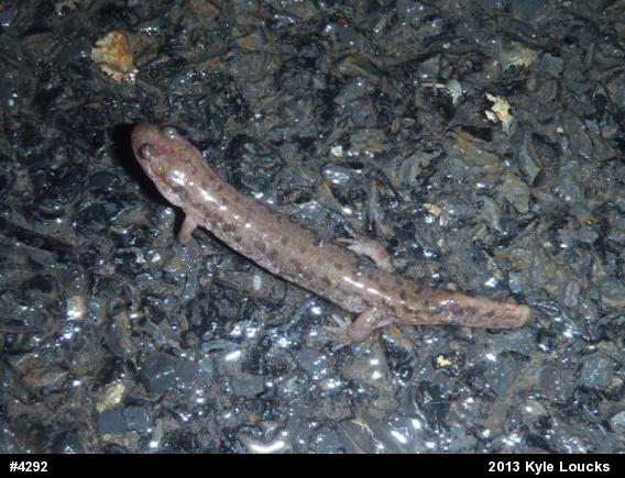 Northern Dusky Salamander