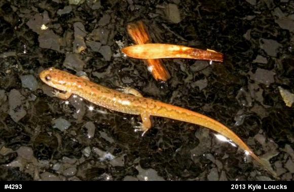Northern Dusky Salamander