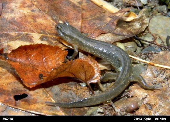 Northern Dusky Salamander