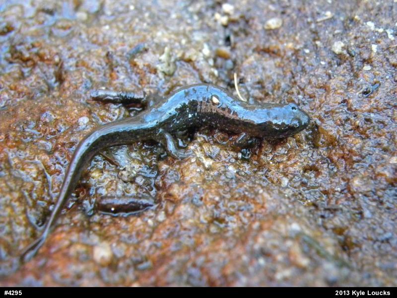 Northern Dusky Salamander
