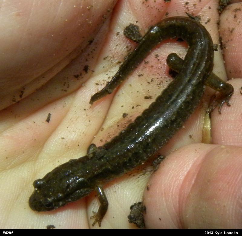 Northern Dusky Salamander