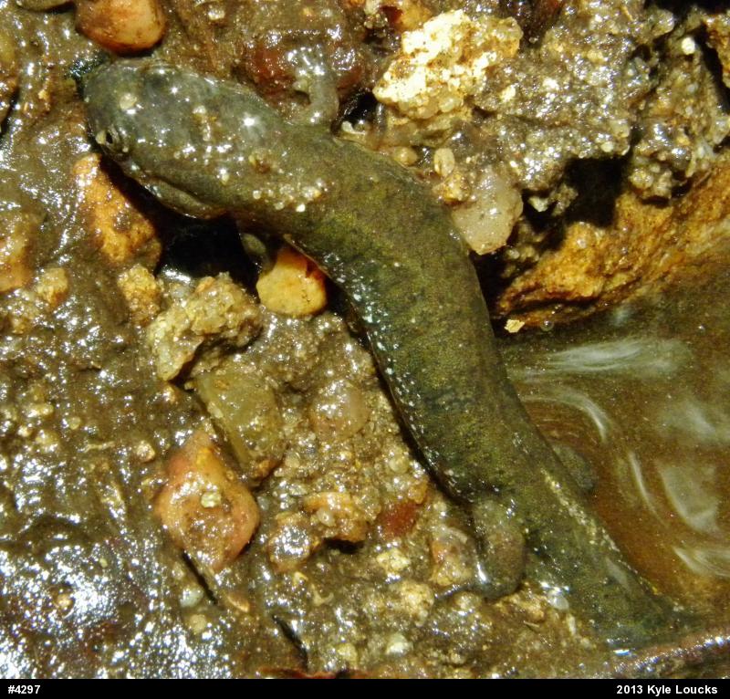 Northern Dusky Salamander