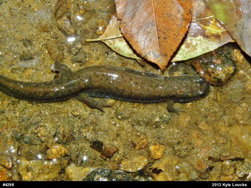 Northern Dusky Salamander