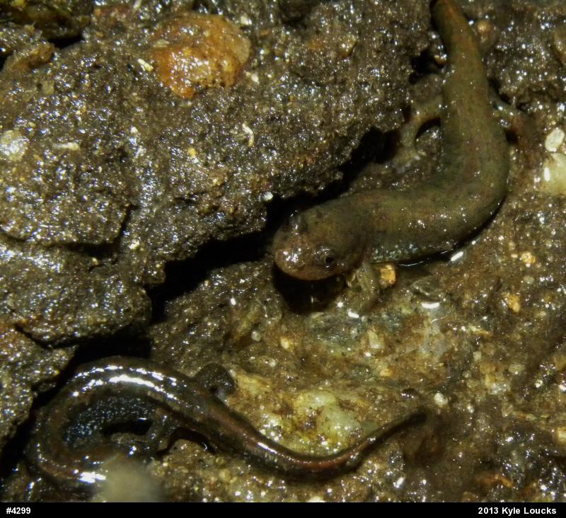 Northern Dusky Salamander