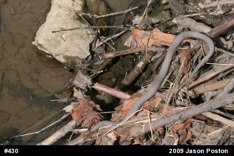 Northern Watersnake
