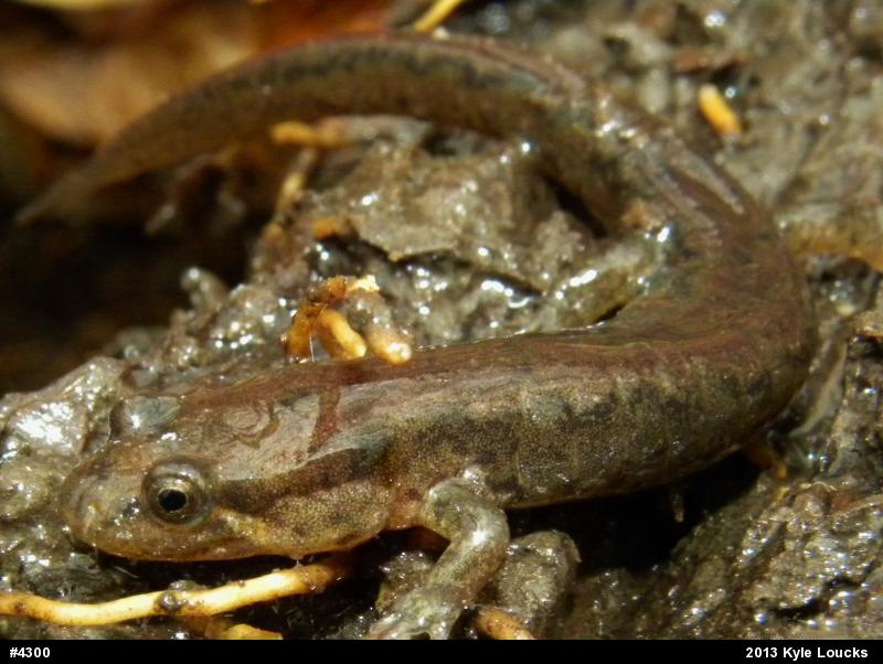 Northern Dusky Salamander