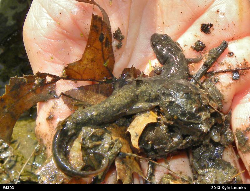 Northern Dusky Salamander