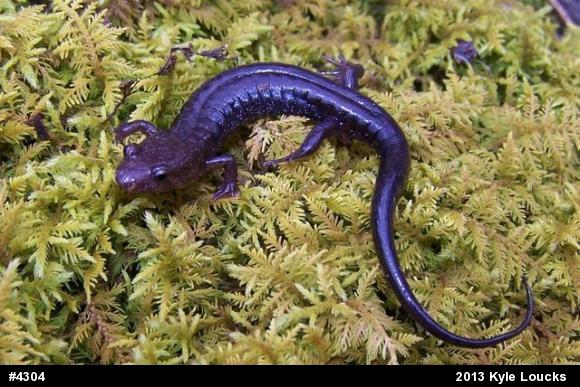 Allegheny Mountain Dusky Salamander