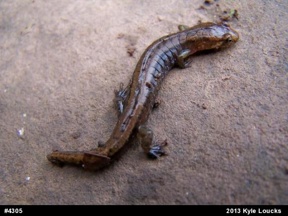 Allegheny Mountain Dusky Salamander