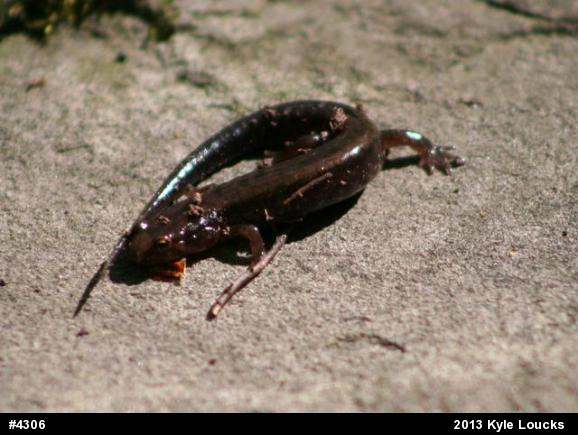 Allegheny Mountain Dusky Salamander