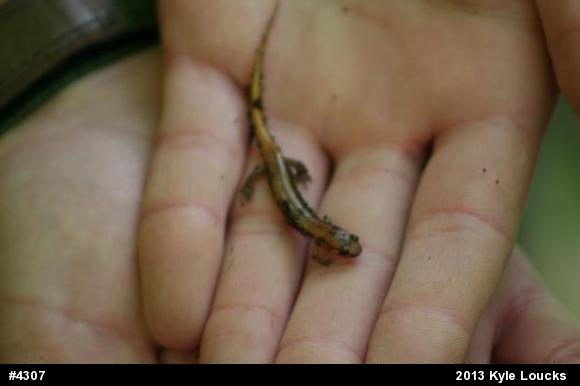 Allegheny Mountain Dusky Salamander