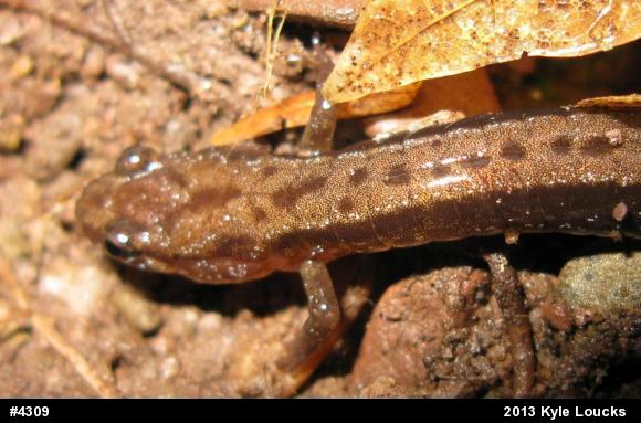 Allegheny Mountain Dusky Salamander