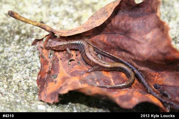 Allegheny Mountain Dusky Salamander