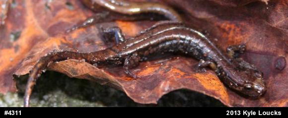 Allegheny Mountain Dusky Salamander