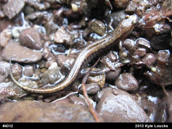 Allegheny Mountain Dusky Salamander