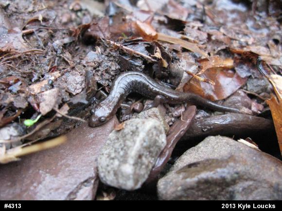 Allegheny Mountain Dusky Salamander