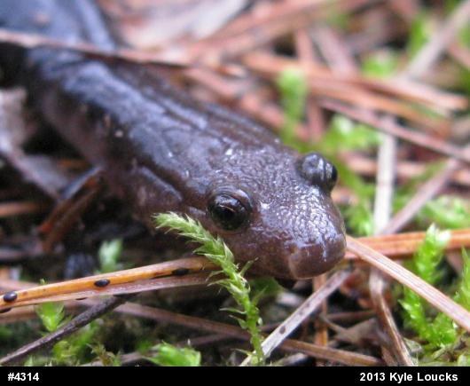 Allegheny Mountain Dusky Salamander