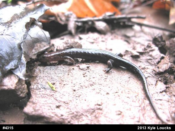 Allegheny Mountain Dusky Salamander