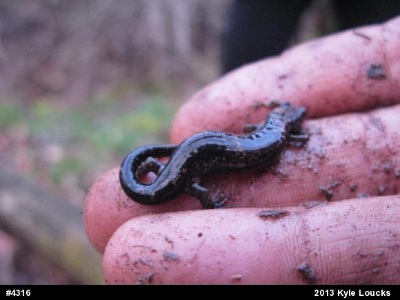 Allegheny Mountain Dusky Salamander