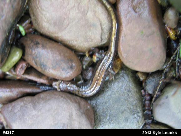 Allegheny Mountain Dusky Salamander