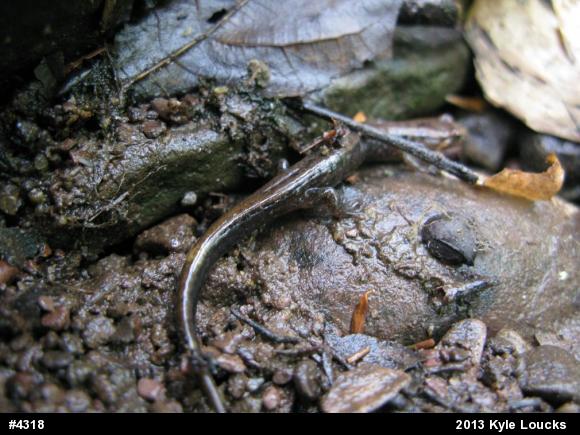 Allegheny Mountain Dusky Salamander