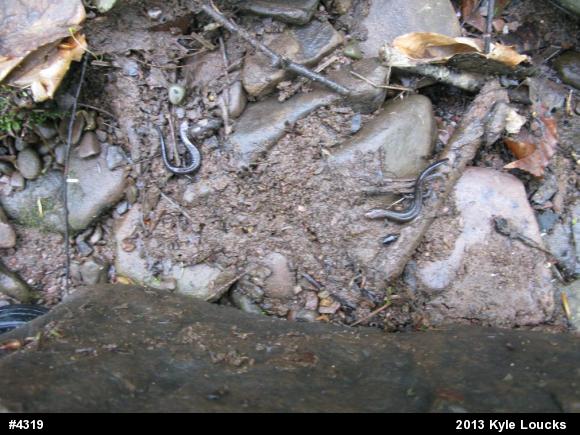 Dusky Salamanders