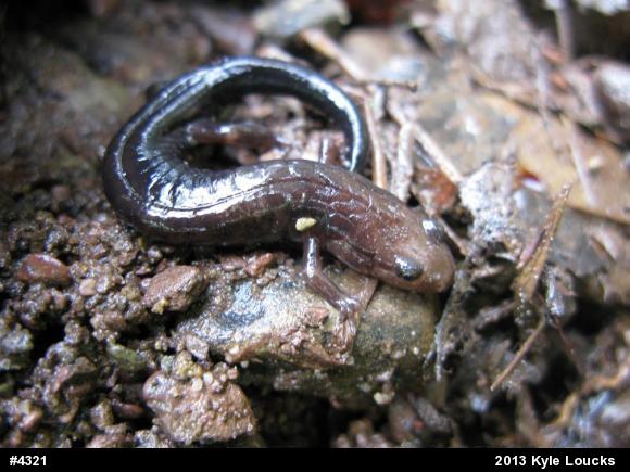 Allegheny Mountain Dusky Salamander