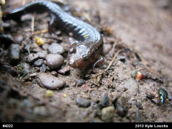 Allegheny Mountain Dusky Salamander