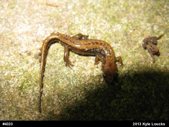 Allegheny Mountain Dusky Salamander
