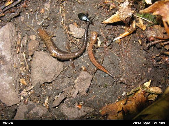 Allegheny Mountain Dusky Salamander
