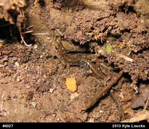 Allegheny Mountain Dusky Salamander