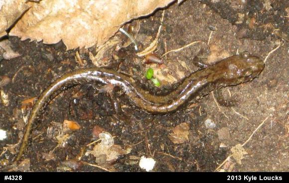 Allegheny Mountain Dusky Salamander