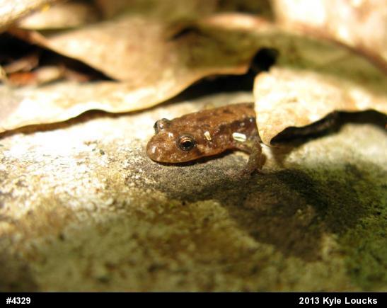 Allegheny Mountain Dusky Salamander
