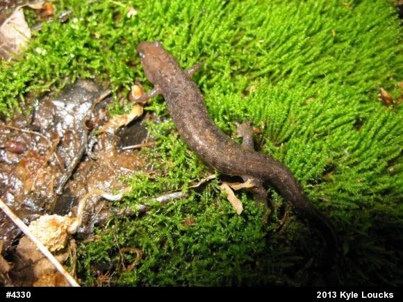 Northern Dusky Salamander