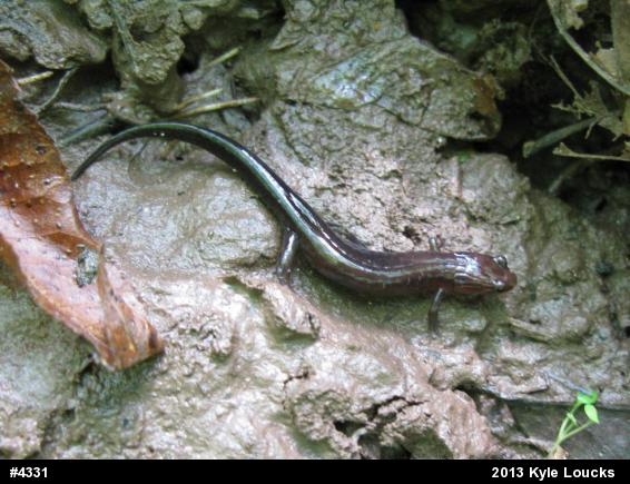 Allegheny Mountain Dusky Salamander