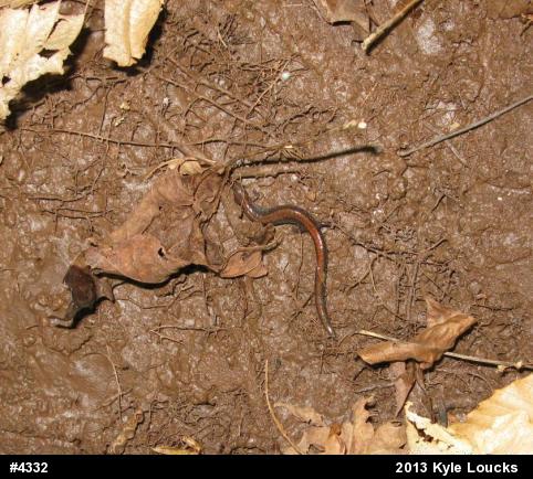 Eastern Red-backed  Salamander