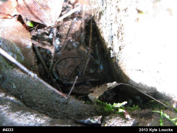 Allegheny Mountain Dusky Salamander
