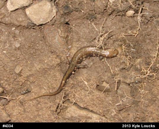 Allegheny Mountain Dusky Salamander