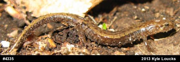 Allegheny Mountain Dusky Salamander