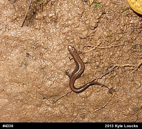 Allegheny Mountain Dusky Salamander
